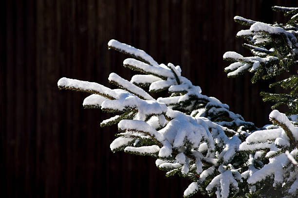 fir branch and snow stock photo