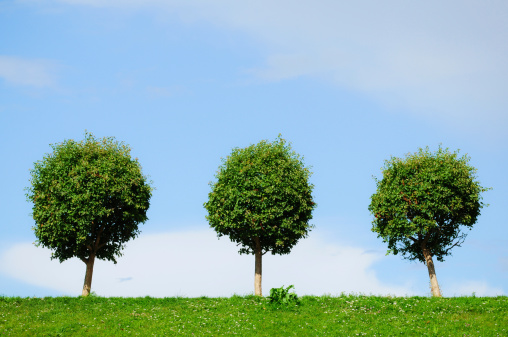 three green be single trees