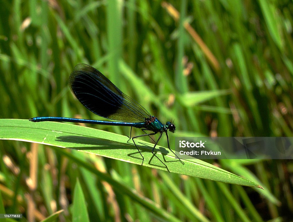 Libellula in foglia - Foto stock royalty-free di Acqua