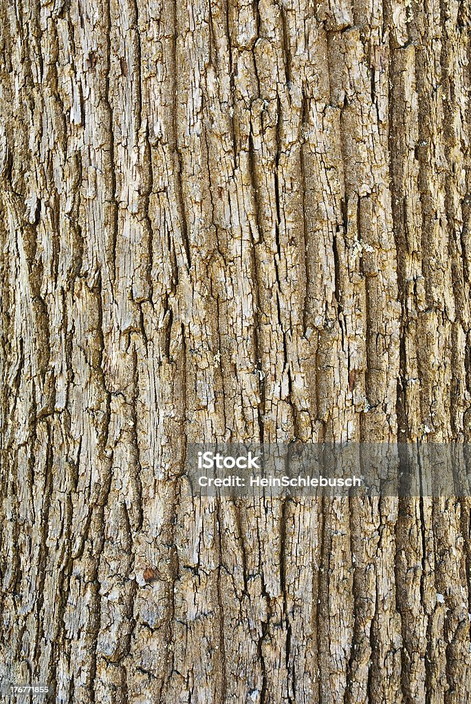 Texture d'écorce d'arbre - Photo de Abstrait libre de droits