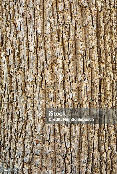 Текстура Tree Bark — стоковые фотографии и другие картинки Абстрактный - Абстрактный, Без людей, Большой