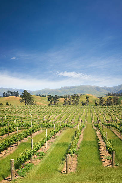 istock New Zealand Marlborough Vineyard 176772210