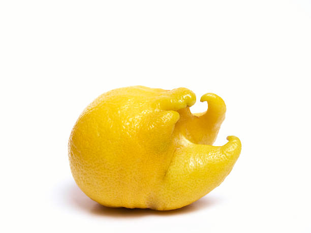 Funny lemon Strange shape of lemon isolated on white background. deformed stock pictures, royalty-free photos & images