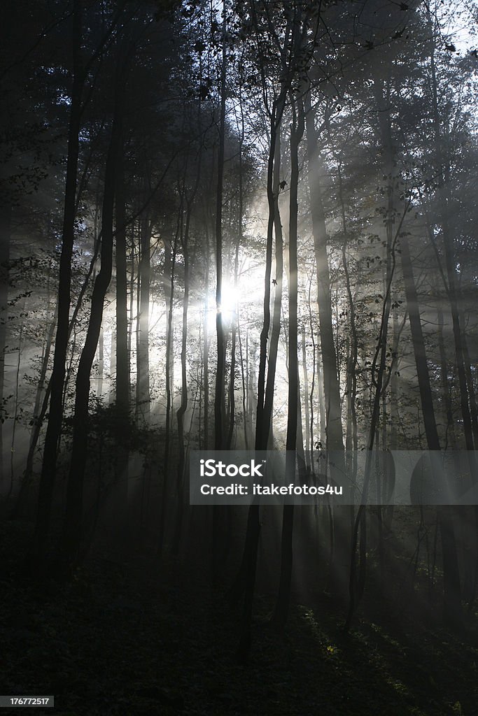 Туманный Лес - Стоковые фото Атмосфера - Понятия роялти-фри
