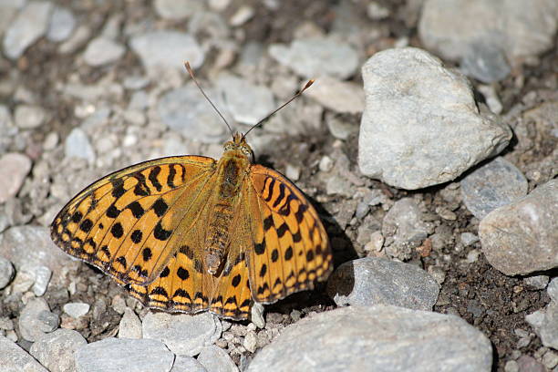 istock Dark Green Fritillary 176772526