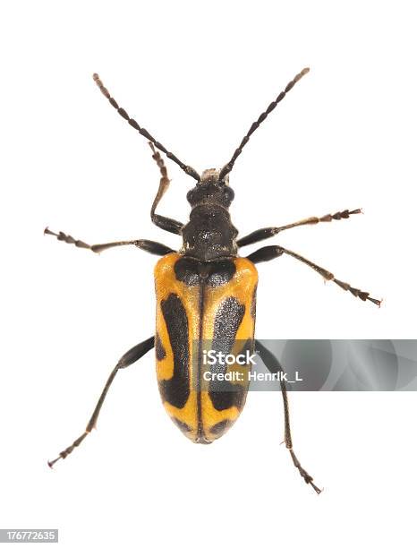 걸리죠 집음기 딱정벌레 Brachyta Interrogationis 딱정벌레에 대한 스톡 사진 및 기타 이미지 - 딱정벌레, 흰색 배경, 0명