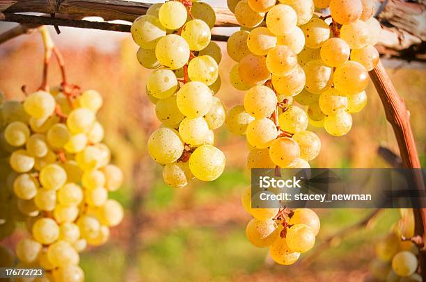 Perfekten Wein Traube Bunches Ripening In Vineyard Stockfoto und mehr Bilder von Alkoholisches Getränk