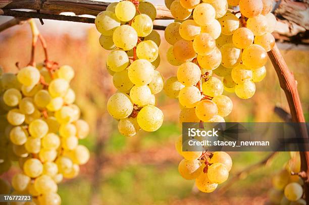 Perfeito Vinho De Uvas Na Vinha Molhos Maturação - Fotografias de stock e mais imagens de Agricultura - Agricultura, Alimentação Saudável, Ao Ar Livre