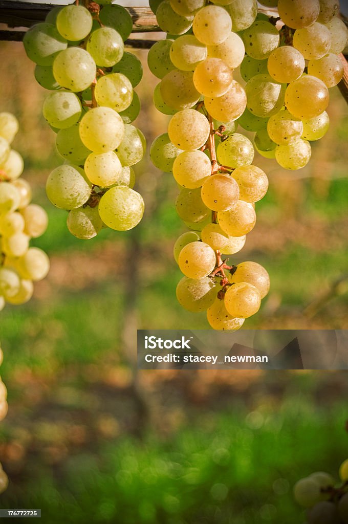 Perfect Grape Bunches Ripening in Vineyard Agriculture Stock Photo