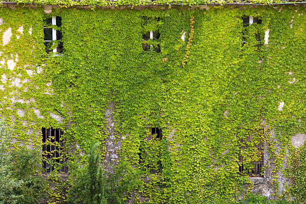 Free Stock Photo of Old Building Covered in Vines | Download Free ...