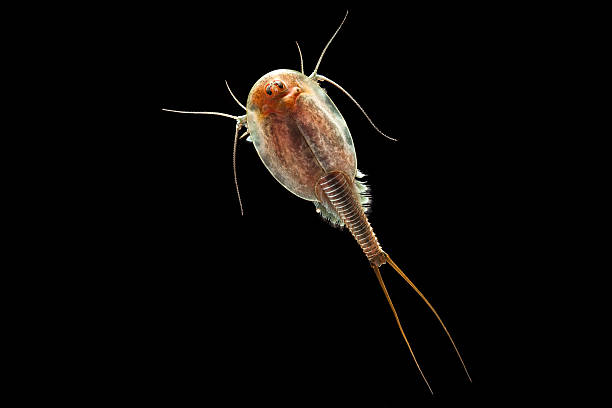 triops - close up touching animal antenna imagens e fotografias de stock