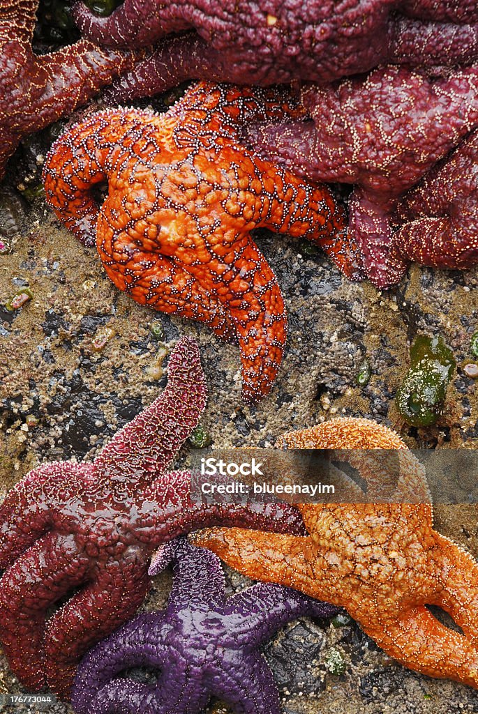 Tidepool Étoile de mer - Photo de Oregon - État américain libre de droits