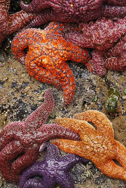 Ochre Sea Stars in a tide pool on the Pacific Coast, USA