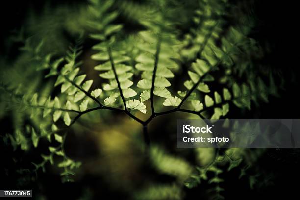 Maidenhair Fern Stock Photo - Download Image Now - Backgrounds, Close-up, Environmental Conservation