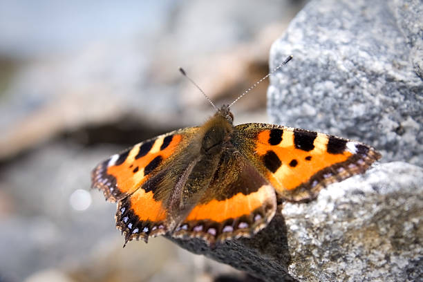 Butterfly sitting on the rock stock photo