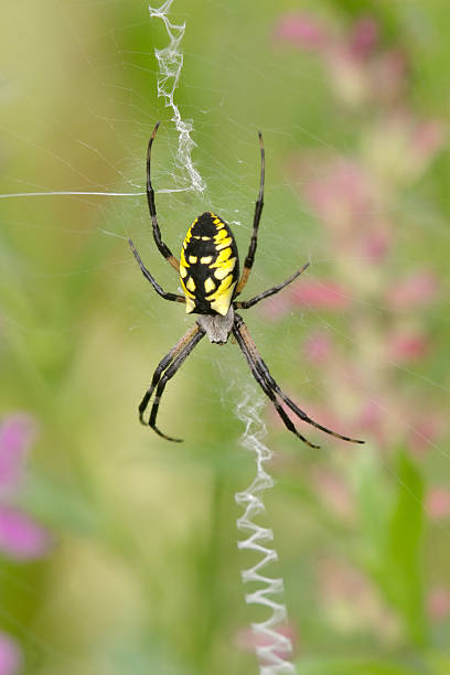 istock Female Black and Yellow Garden Spider 176773233