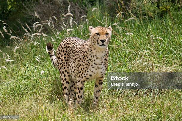 Cheetah Stock Photo - Download Image Now - Africa, Animal, Animal Hair -  iStock