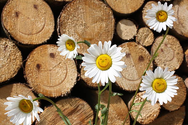 Smiling marguerites and fire wood