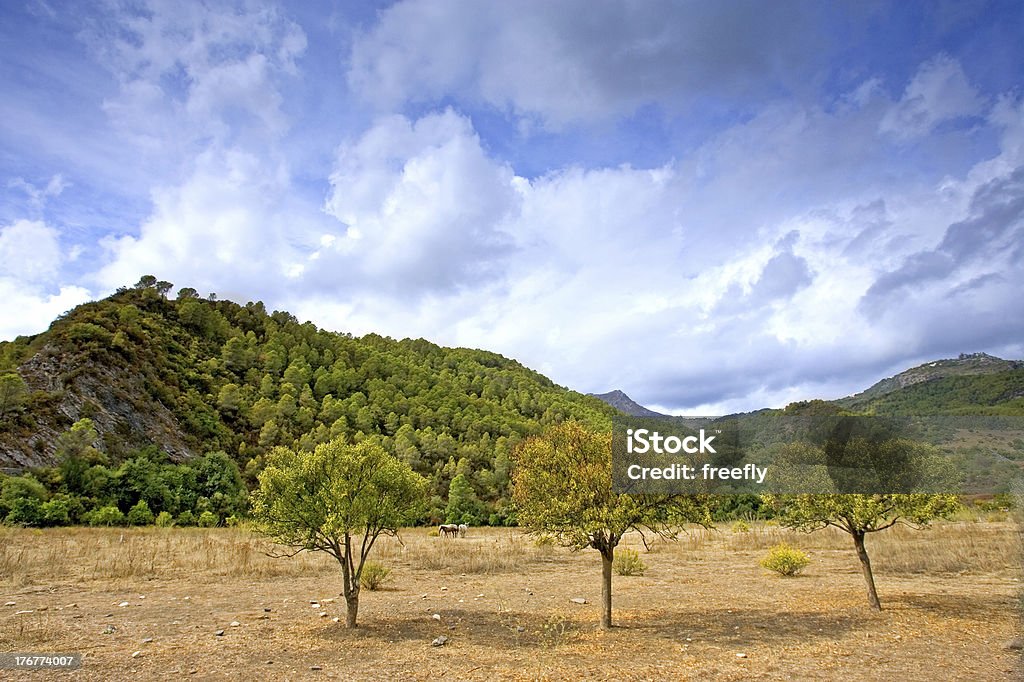 3 나무를 필드에 안달루시아 스페인 - 로열티 프리 3 명 스톡 사진