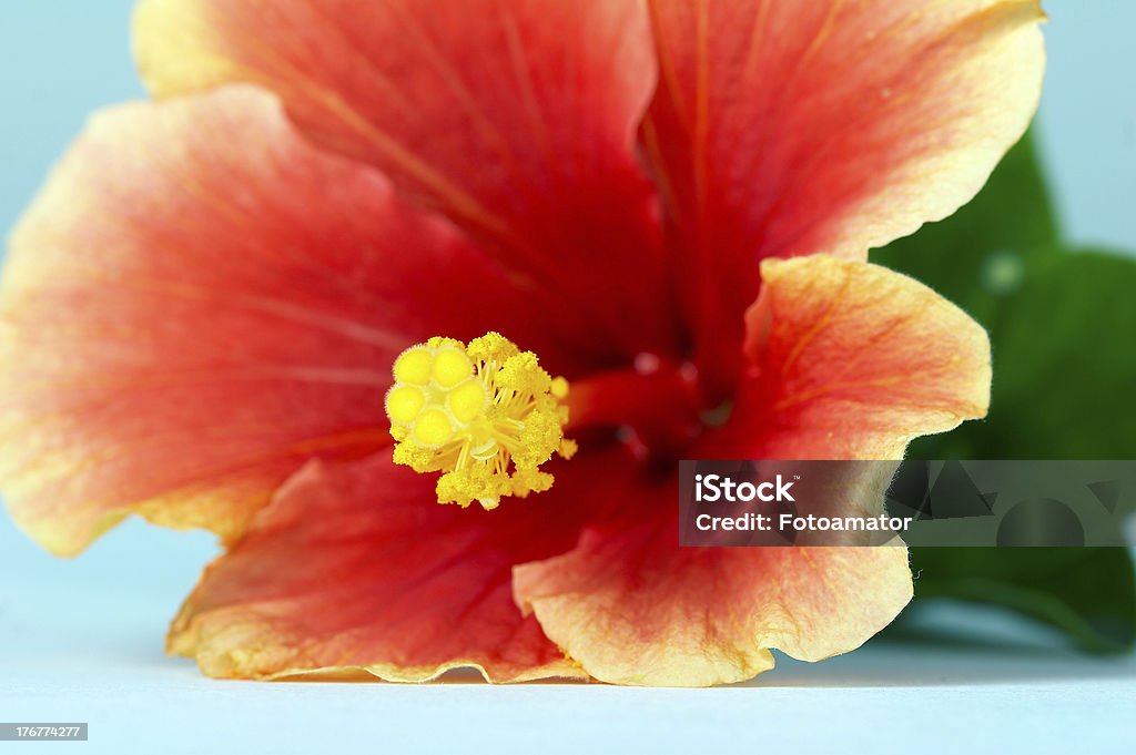 Close-up of the hibiscus flower Close-up of the red hibiscus flower. Focus is on the stamen. Backgrounds Stock Photo