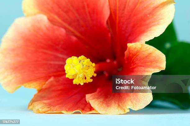 Closeup Of The Hibiscus Flower Stock Photo - Download Image Now - Backgrounds, Beauty, Blossom