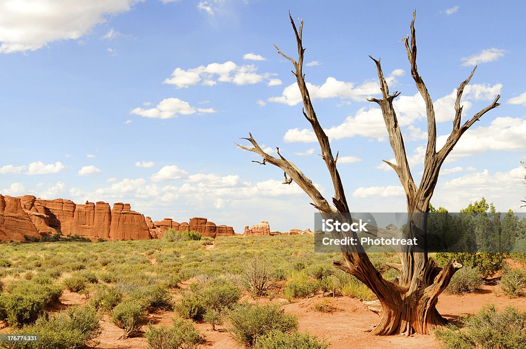 Paysage aride du désert - Photo de Arbre libre de droits