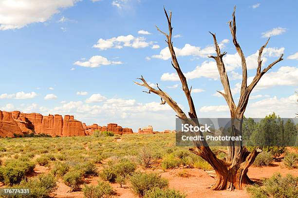 Photo libre de droit de Paysage Aride Du Désert banque d'images et plus d'images libres de droit de Arbre - Arbre, Arbre sans feuillage, Aride