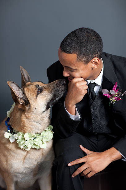 Groom and His German Shepherd Dog A black groom leans down to talk with his german shepherd dog. Both are wearing corsages for the wedding dog tuxedo stock pictures, royalty-free photos & images