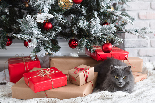 Cute grey cat lying under Christmas tree with wrapped red and brown presents