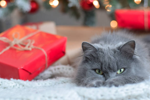istock Cute grey cat lying under Christmas tree with wrapped presents 1767743897