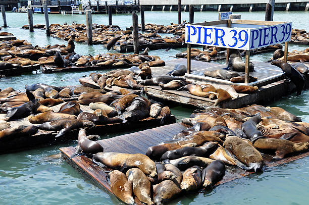 Pier 39 Sea lions bask in the sun at Pier 39 in San Francisco. fishermans wharf san francisco photos stock pictures, royalty-free photos & images