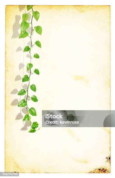 Grüne Pflanze Auf Einer Alten Blatt Papier Stockfoto und mehr Bilder von Alt - Alt, Papier, Rankenpflanze
