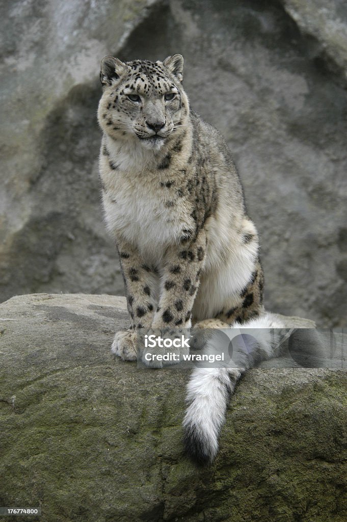 Snow Leopard "A snow Leopard (Uncia uncia) at Jihlava Zoo in Eastern Bohemia, Czech Republic." Snow Leopard Stock Photo