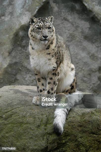 Snow Leopard Stock Photo - Download Image Now - Snow Leopard, Tail, Animal