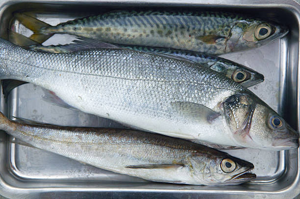 vari pesci di mare sulla barra in acciaio inossidabile - catch of fish healthy eating hake food foto e immagini stock