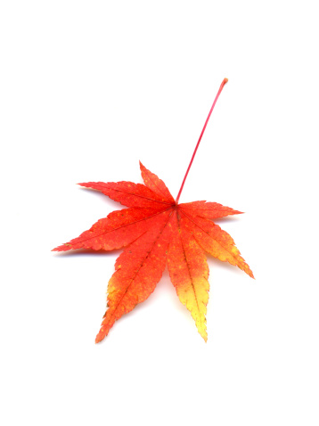 Japanese maple 'Iroha-momiji'AEAce palmatumAa.Autumn leaf.