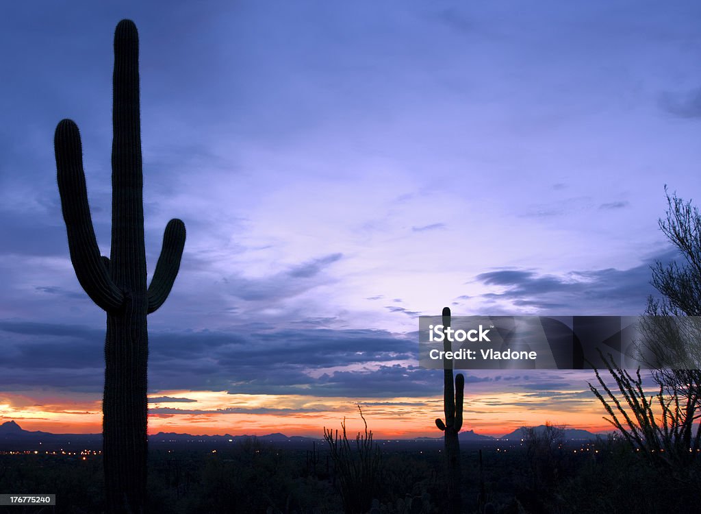 Cactus au coucher du soleil à Saguaro National Park - Photo de Arizona libre de droits