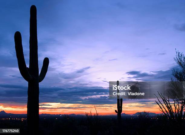Photo libre de droit de Cactus Au Coucher Du Soleil À Saguaro National Park banque d'images et plus d'images libres de droit de Arizona