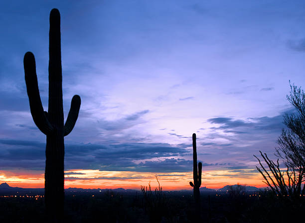 istock Cacti at sunset in Saguaro National Park 176775240