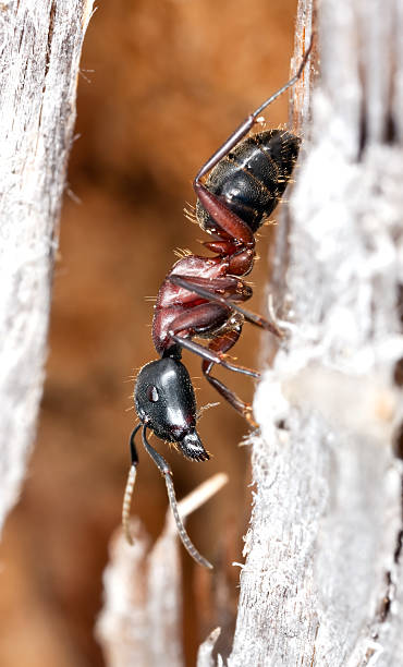 istock Horse ant on wood. Extreme close-up. 176775329