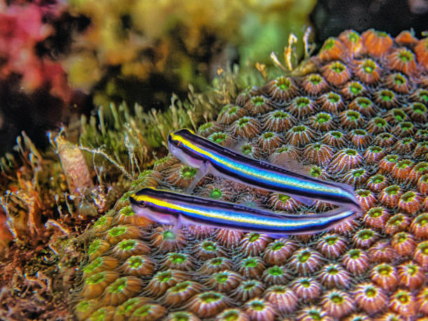 Two Small Neon Gobies on star coral Elacatinus is a genus of small marine gobies, often known collectively as the neon gobies. trimma okinawae stock pictures, royalty-free photos & images