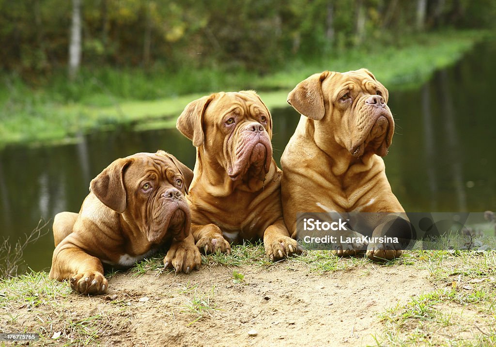 Three dogs against the river. Three lying mastiffs against the river. Mastiff Stock Photo