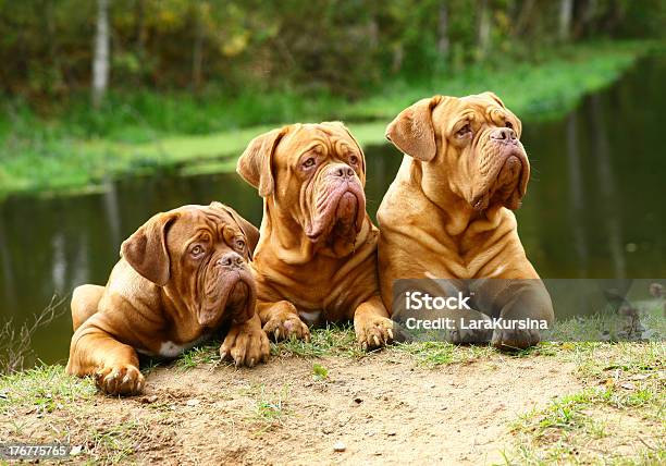 Three Dogs Against The River Stock Photo - Download Image Now - Mastiff, Animal, Dog