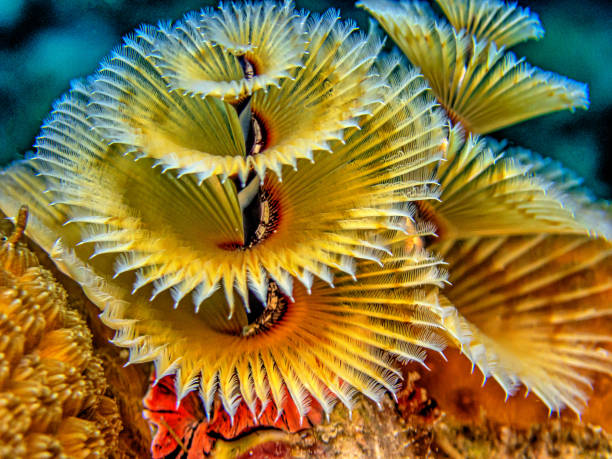 istock Spirobranchus giganteus, Christmas tree worms 1767757689