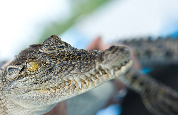 baby crocodile stock photo