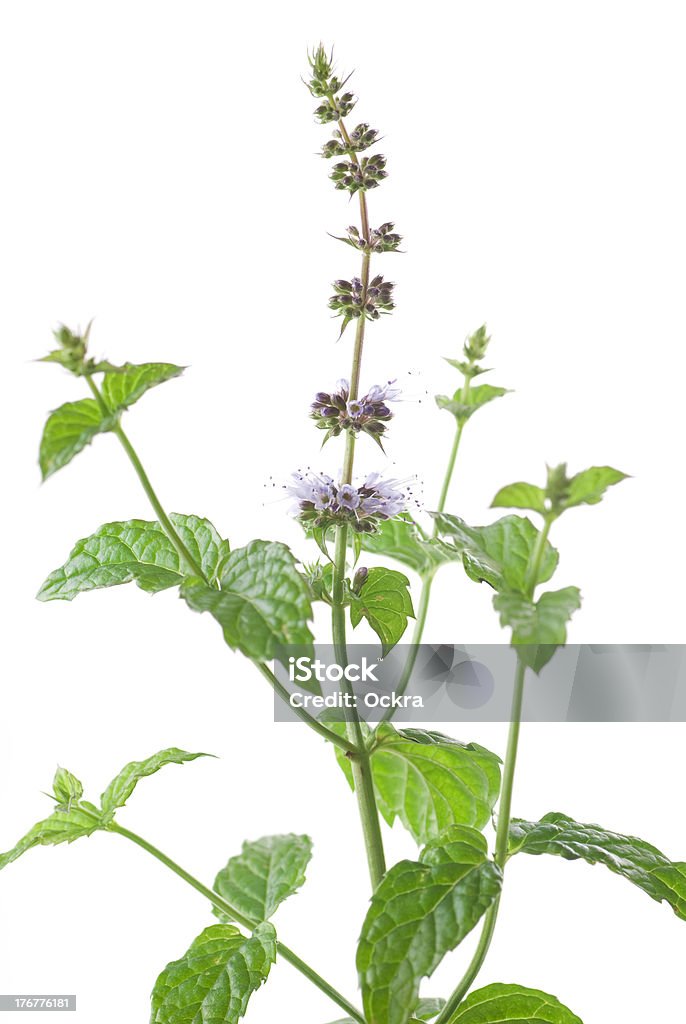 Mint-Blume - Lizenzfrei Blume Stock-Foto