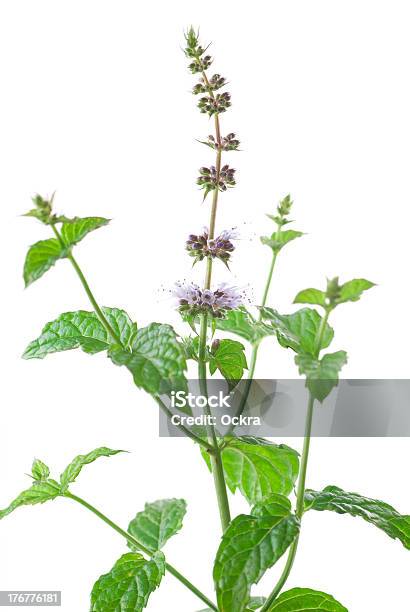 Mint Flower - zdjęcia stockowe i więcej obrazów Bez ludzi - Bez ludzi, Białe tło, Fotografika