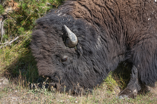 American Bison Buffalo bull grazing in Hayden Valley in Yellowstone National Park United States