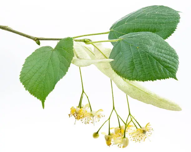 Flowers of linden-tree on a white background