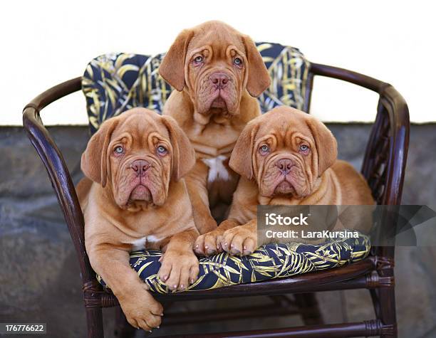 Three Puppies In Armchair Stock Photo - Download Image Now - Animal, Bordeaux, Dog